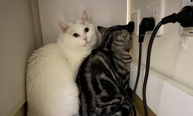 如何让猫咪不再爬桌子（从培养好习惯到提供适当环境）