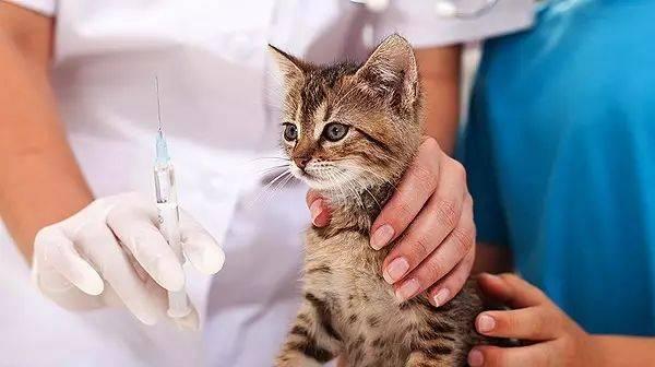 猫咪伊维菌素中毒（保护宠物健康）