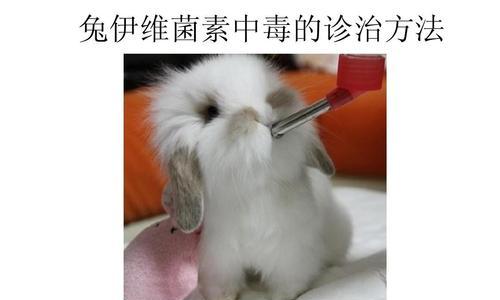 猫咪伊维菌素中毒（保护宠物健康）