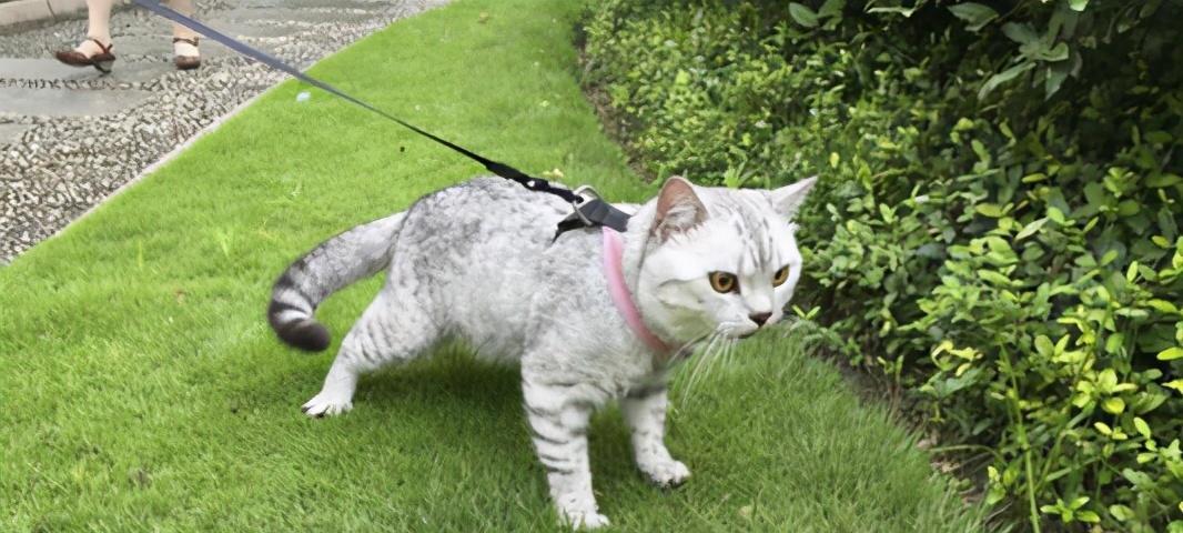 猫咪因违反外出禁令被逮捕，引发宠物出行安全警示（猫咪外出禁令的原因与影响）