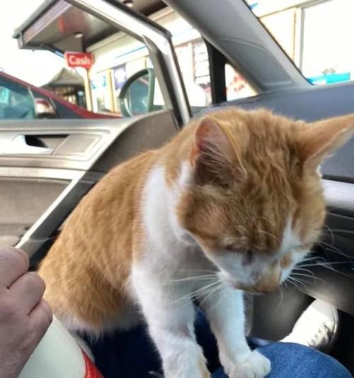 猫咪因违反外出禁令被逮捕，引发宠物出行安全警示（猫咪外出禁令的原因与影响）
