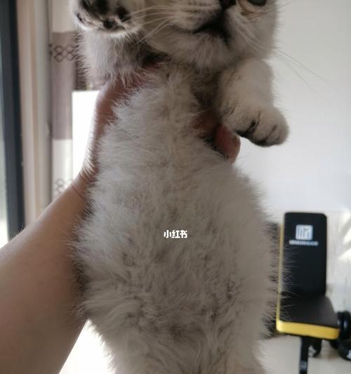 如何正确使用开塞露给猫咪治便秘（宠物护理必读）