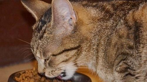 如何正确使用开塞露给猫咪治便秘（宠物护理必读）