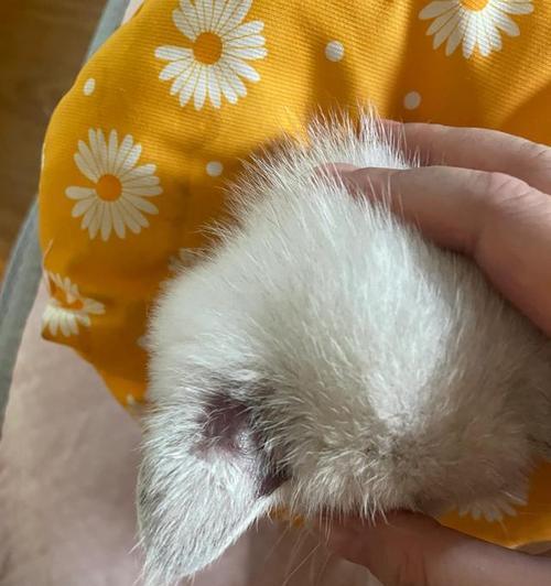 宠物猫咪得了猫癣能否接种疫苗（解答您的疑惑）
