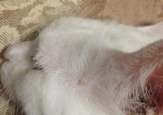 宠物猫咪得了猫癣能否接种疫苗（解答您的疑惑）