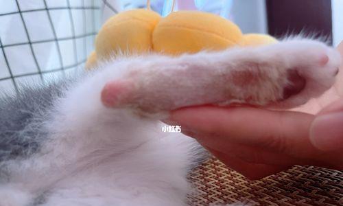 宠物猫咪得了猫癣能否接种疫苗（解答您的疑惑）