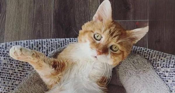 宠物猫多久洗澡一次合适（猫咪皮肤的护理及洗澡的注意事项）