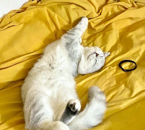 如何在家养猫咪（享受宠物生活的终极指南）