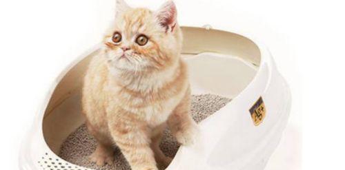 猫咪不拉尿怎么办（掌握这些技巧让你的宠物健康愉快）