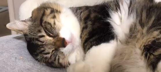你家猫为什么喜欢在人腿上蹭（探秘猫咪蹭腿行为背后的心理和生理原因）