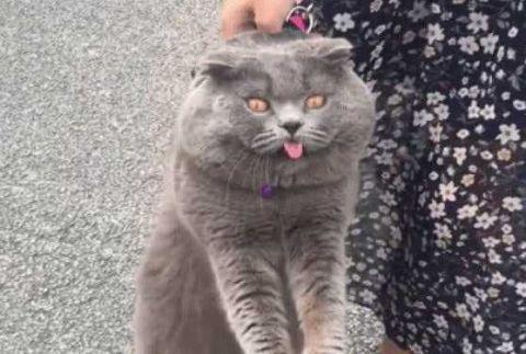 你家猫为什么喜欢在人腿上蹭（探秘猫咪蹭腿行为背后的心理和生理原因）