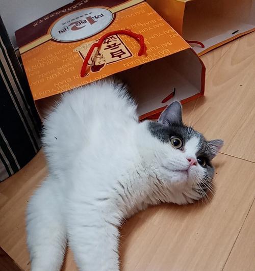 你家猫为什么喜欢在人腿上蹭（探秘猫咪蹭腿行为背后的心理和生理原因）
