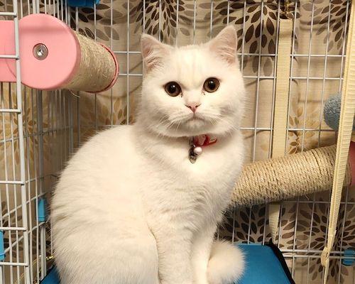 猫咪生宝宝，这些你需要知道的事情（猫咪生产过程的注意事项与处理方法）