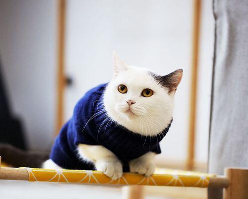 猫咪生宝宝，这些你需要知道的事情（猫咪生产过程的注意事项与处理方法）