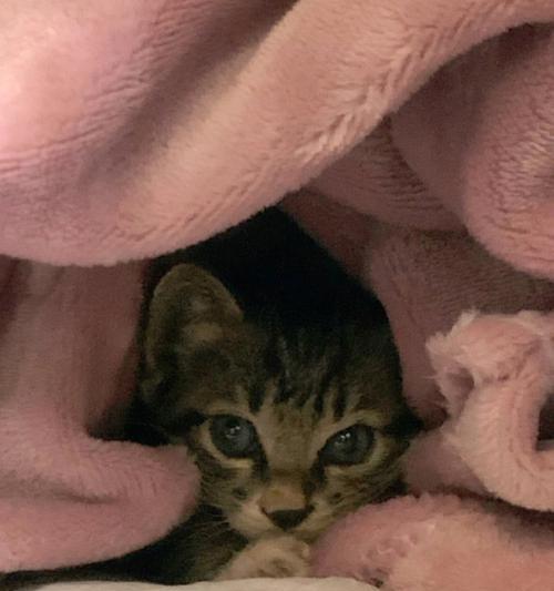 如何安全地将宠物猫带回老家（详细指南及注意事项）