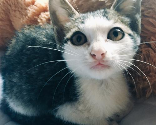 如何安全地将宠物猫带回老家（详细指南及注意事项）