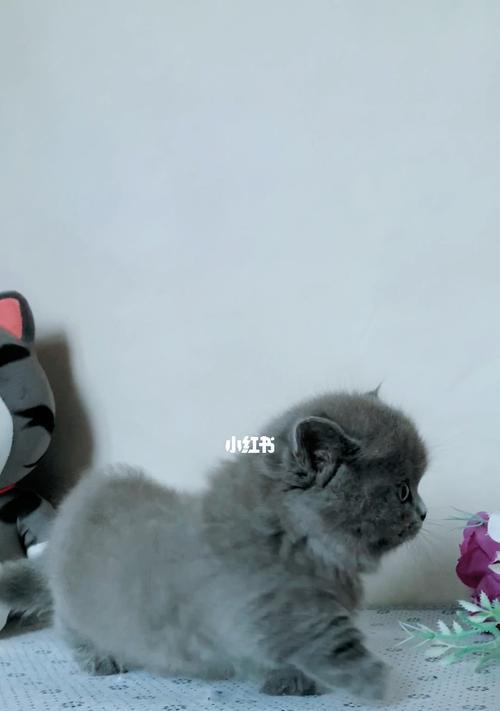 猫咪跑出去的原因与应对方法（宠物猫爱出门该怎么办）