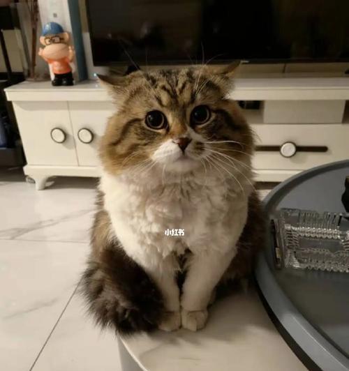 猫咪跑出去的原因与应对方法（宠物猫爱出门该怎么办）