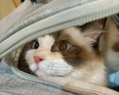 猫咪跑出去的原因与应对方法（宠物猫爱出门该怎么办）