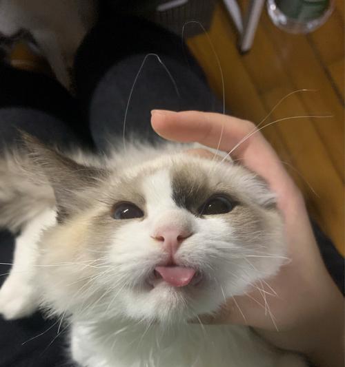 猫咪感冒了怎么办（宠物照顾要点）