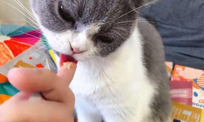 从猫粮到多样化饮食——打破猫咪只吃猫粮的习惯（以宠物为主）