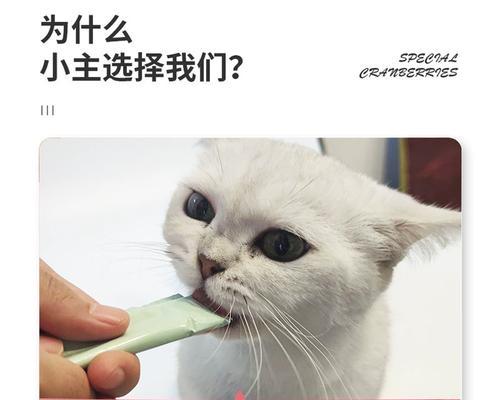 宠物猫只吃湿粮怎么办（掌握喂食技巧）