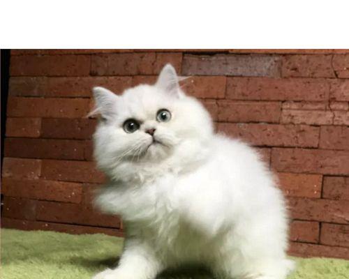 如何正确给宠物猫咪注射（宠物猫咪注射注意事项）