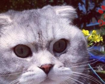 猫咪鼻子爪子红，是病还是好兆头（猫咪的身体信号告诉你什么）