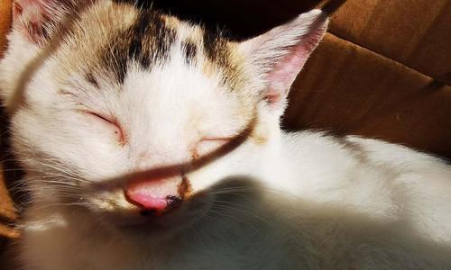 猫咪鼻子爪子红，是病还是好兆头（猫咪的身体信号告诉你什么）