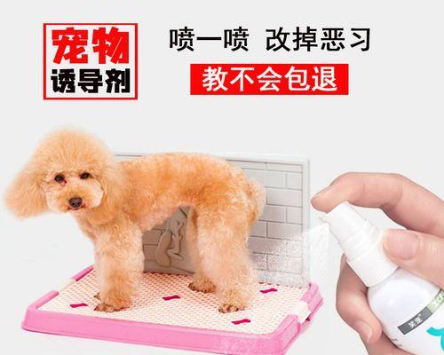 猫咪总是尿在床上，原因与解决方法详解（宠物家庭必备）