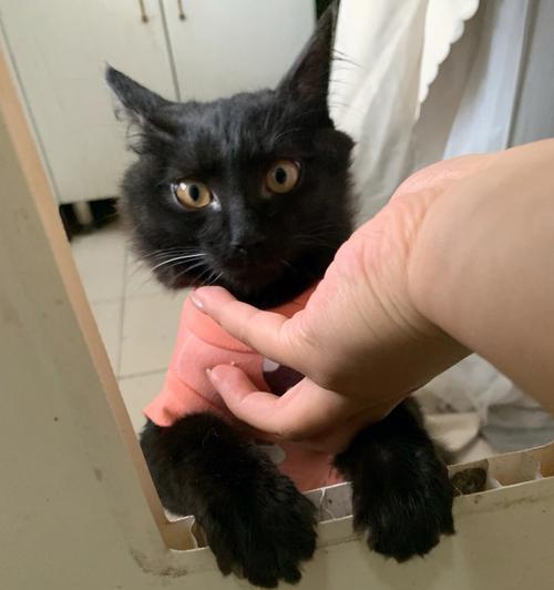 宠物猫咪总舔都秃了，原因竟是自己舔秃了一小块（猫咪过度舔毛的原因和解决方法）