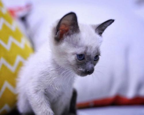 宠物猫咪走路打晃的原因与处理方法（探究猫咪走路不稳定的因素）