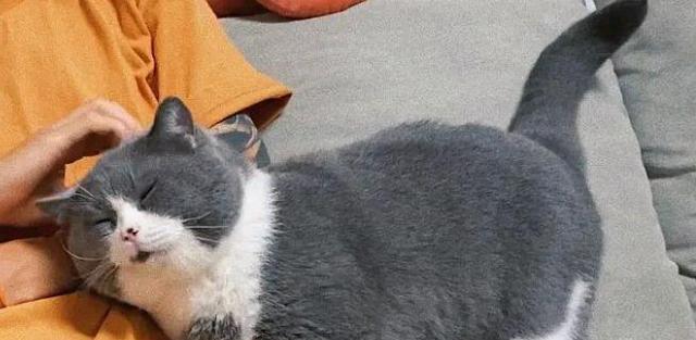 宠物猫咪走路打晃的原因与处理方法（探究猫咪走路不稳定的因素）