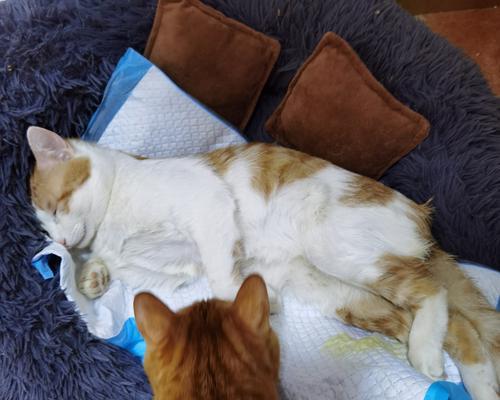 宠物猫咪走路打晃的原因与处理方法（探究猫咪走路不稳定的因素）