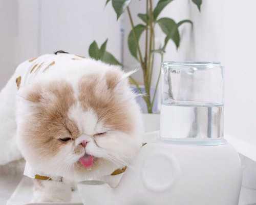 猫咪磕破嘴巴后的应急措施（如何处理猫咪嘴巴受伤）