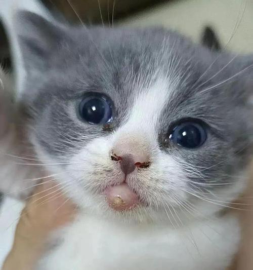 猫咪嘴巴受伤严重怎么办（如何保护宠物的口腔健康）