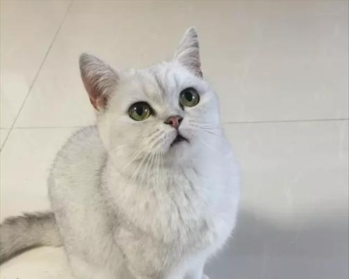 猫咪口臭发白发黄怎么办（宠物的口腔卫生需要重视）