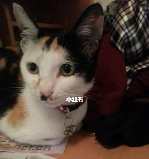猫咪口臭问题解决方法（探寻口臭问题的原因及有效的预防措施）