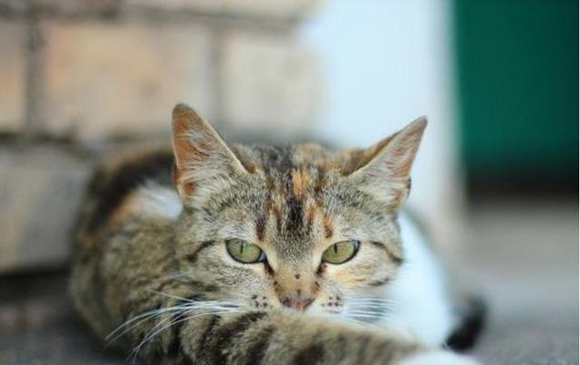 猫咪口臭问题解决方法（探寻口臭问题的原因及有效的预防措施）