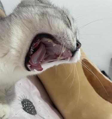 如何解决猫咪口臭问题（猫咪口臭可能是口腔炎引起的）