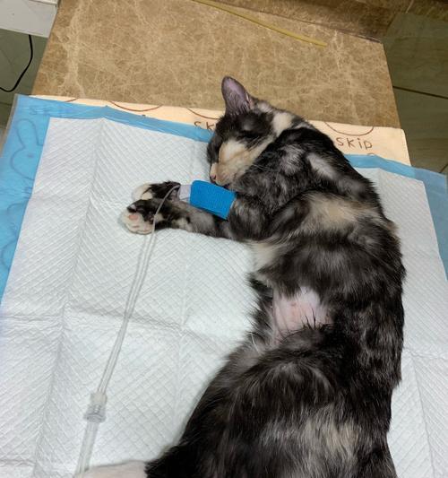 为什么要给猫咪进行绝育手术（控制猫咪数量）