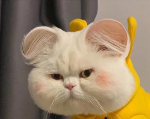 用猫咪头像的人，究竟想表达什么（从宠物到个人形象）