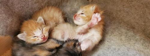 小猫喝牛奶对吗（宠物喂养之误区和正确方法）