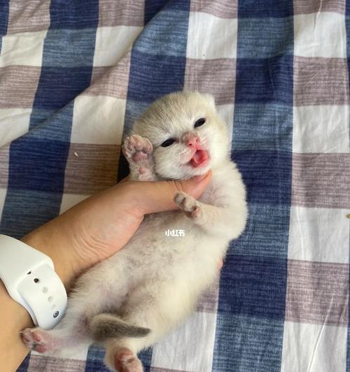 小猫喝牛奶对吗（宠物喂养之误区和正确方法）