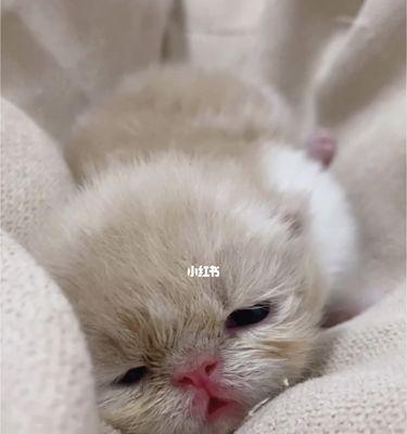 小猫喝牛奶对吗（宠物喂养之误区和正确方法）