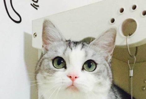 美短猫咪名字大全（15个个性化美短猫名字推荐）