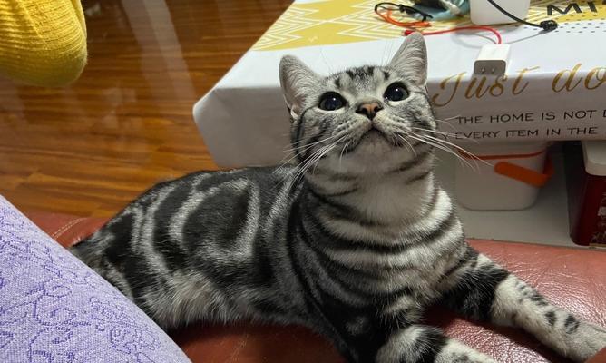 美短猫咪名字大全（15个个性化美短猫名字推荐）