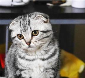 美短猫是否会折耳（探究美短猫的耳朵特征）