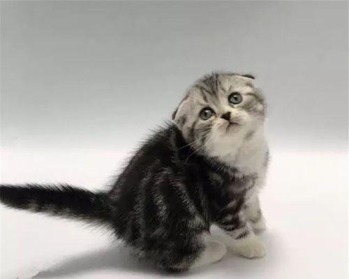 以美短猫为主的猫科动物——折耳猫（从品种特点到养护技巧）