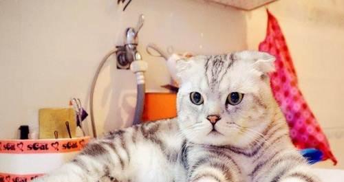 以美短猫为主的猫科动物——折耳猫（从品种特点到养护技巧）